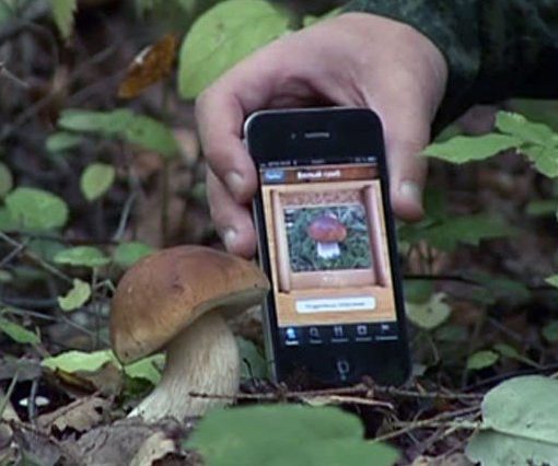 Мобильные приложения для сбора грибов