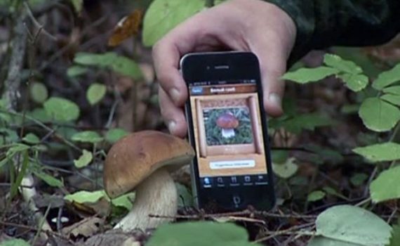 Мобильные приложения для сбора грибов